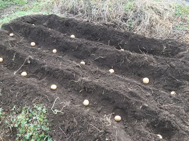 ジャガイモの定植開始